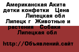 Американская Акита - детки конфетки › Цена ­ 60 000 - Липецкая обл., Липецк г. Животные и растения » Собаки   . Липецкая обл.